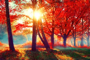 Autumn. Fall scene. Beautiful Autumnal park. Beauty nature scene. Autumn landscape, Trees and Leaves, foggy forest in Sunlight Rays